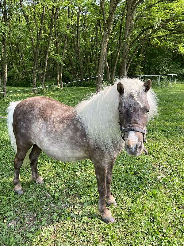 pony-mare