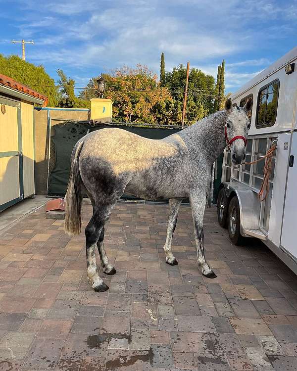 grey-ancce-pre-filly-mare