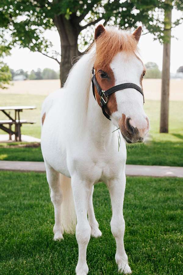 youth-miniature-horse