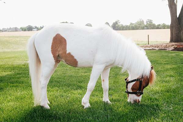 pinto-miniature-gelding