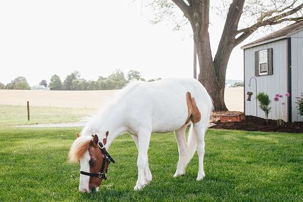 adults-miniature-horse