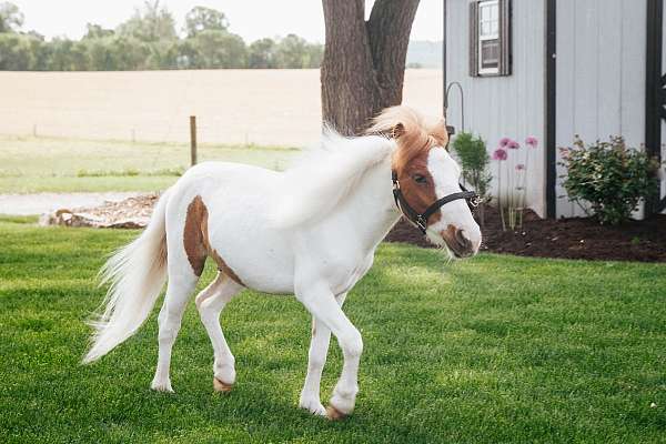 check-him-out-miniature-horse