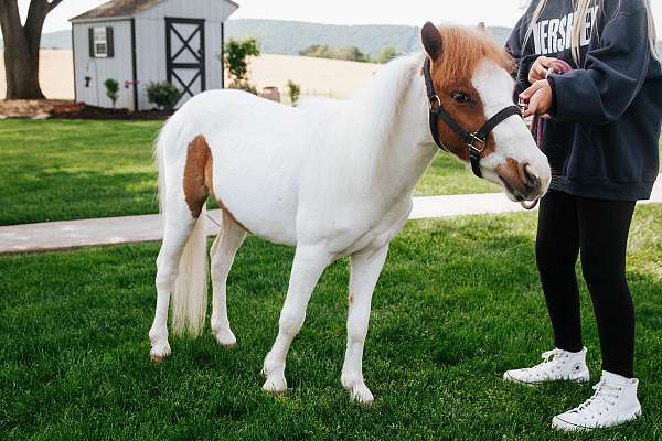 adorable-miniature-horse