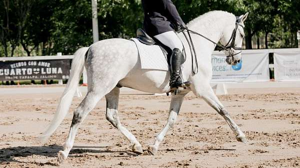 grey-andalusian-gelding-stallion