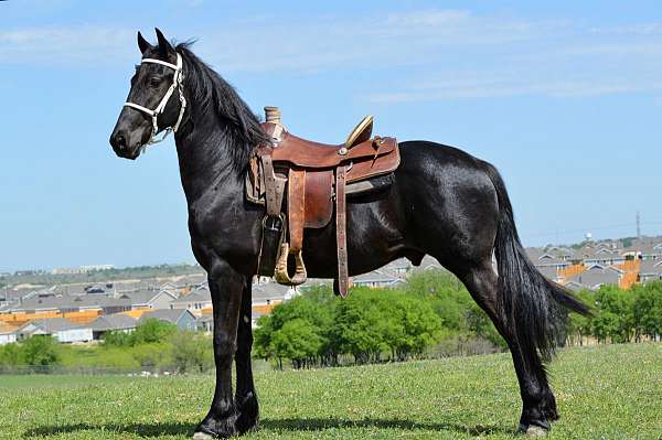 yours-friesian-horse