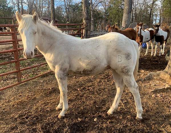 brand-on-left-hip-blaze-4-whites-horse
