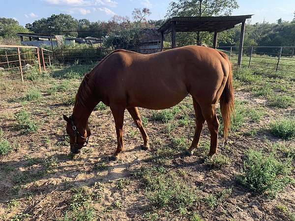 echo-thoroughbred-horse