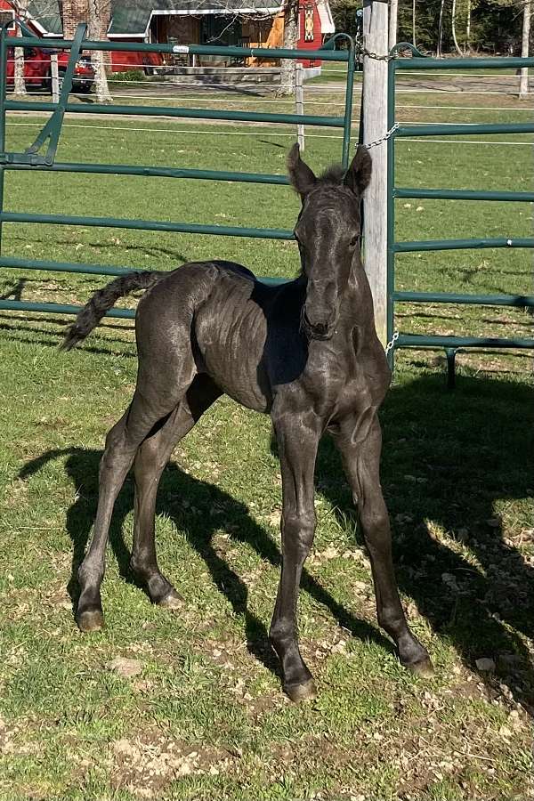 black-filly-unborn-foal