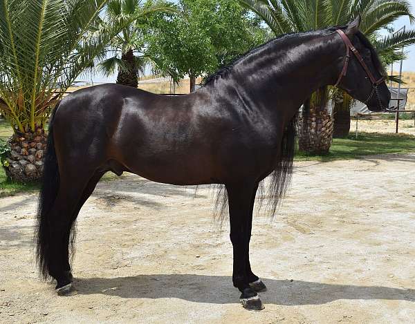 gran-prix-andalusian-horse