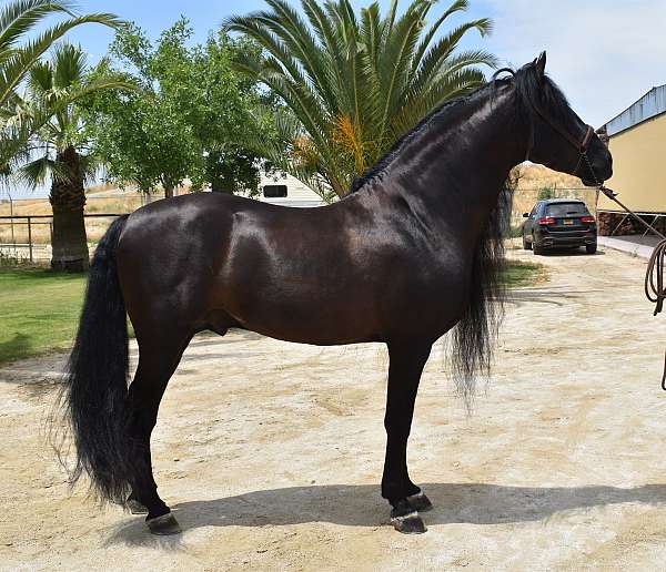 junior-rider-andalusian-horse