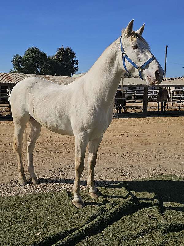 san-andalusian-horse