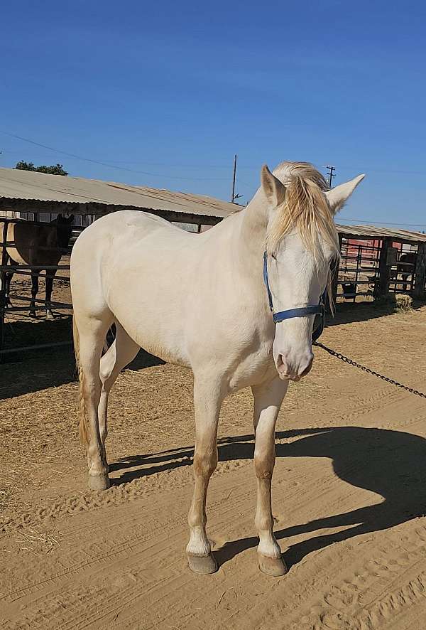 well-started-andalusian-horse