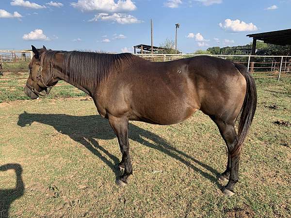 barrel-race-broodmare