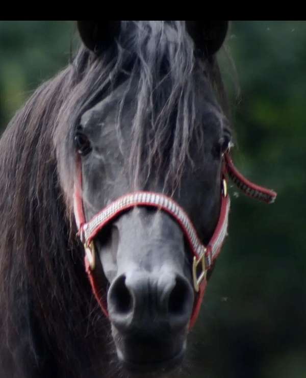 black-arabian-stallion