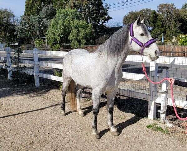 dressur-andalusian-horse