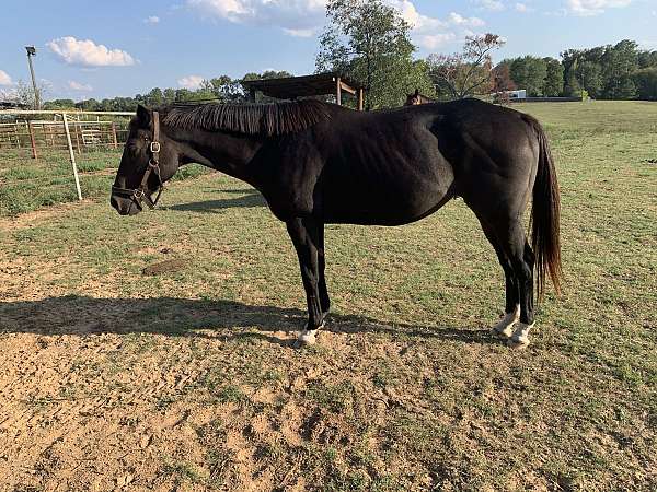 auction-broodmare