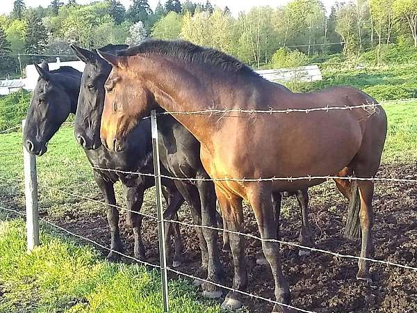 -0-hand-andalusian-mare