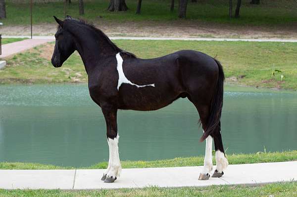 tobiano-fei-horse