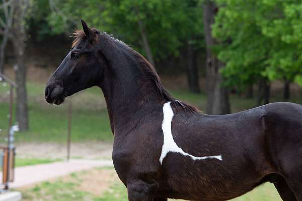 beautiful-mover-colt