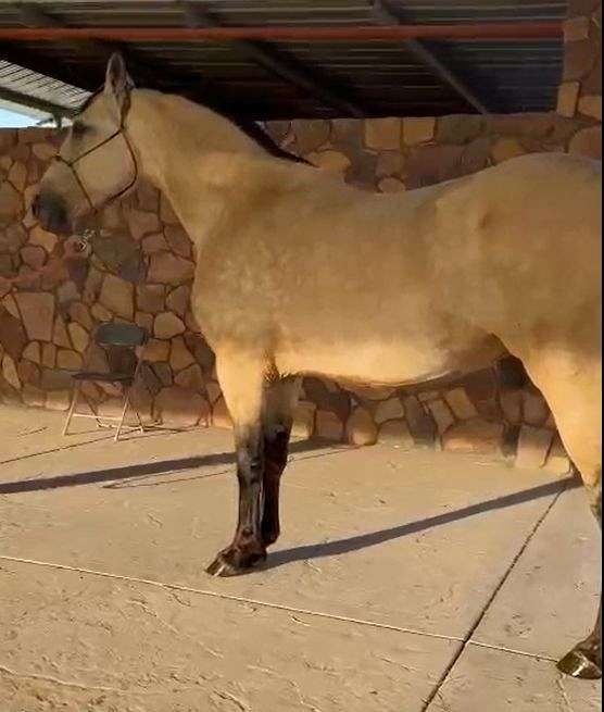 dressage-andalusian-horse