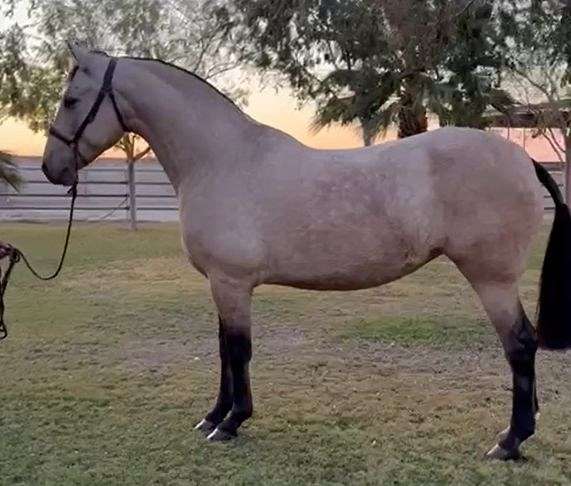 dressage-andalusian-horse