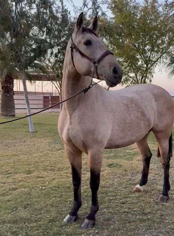 trailers-well-andalusian-horse