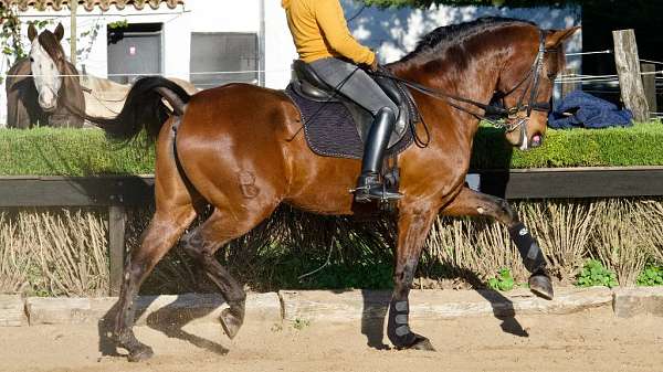 spanish-sport-mare-andalusian-horse