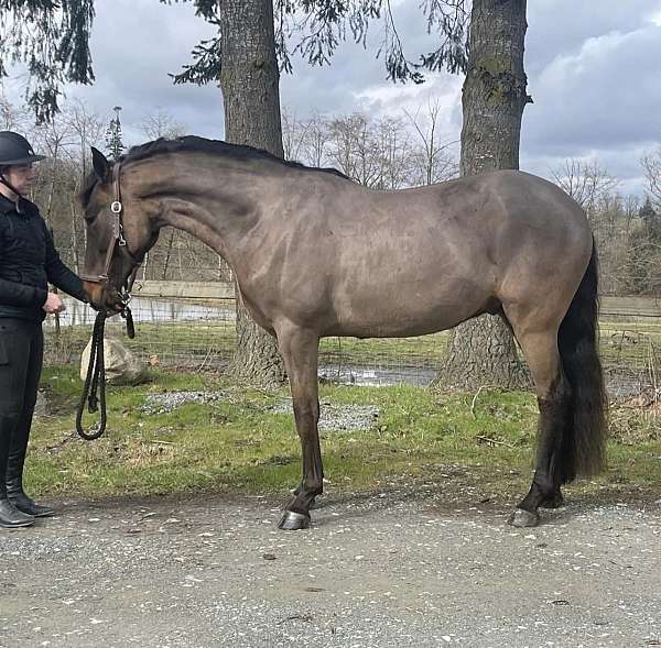 dressage-halter-gelding