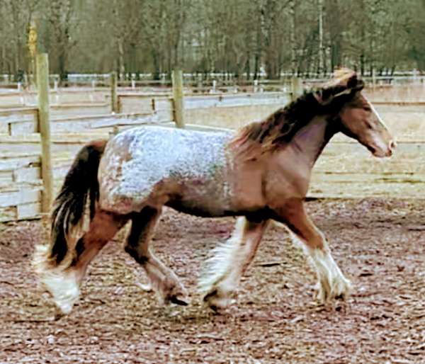 sorrel-with-blanket-horse