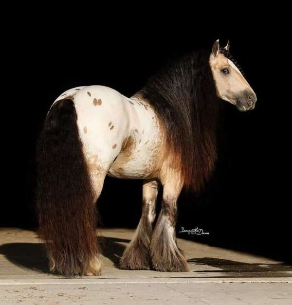 ponied-gypsy-vanner-horse