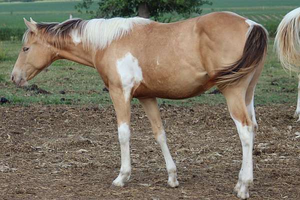 tobiano-horse