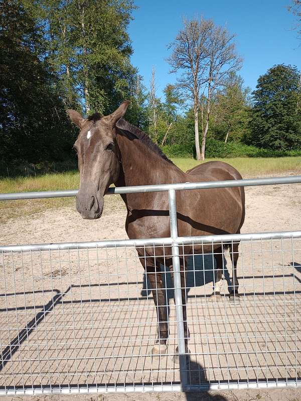 chestnut-perlino-andalusian-mare