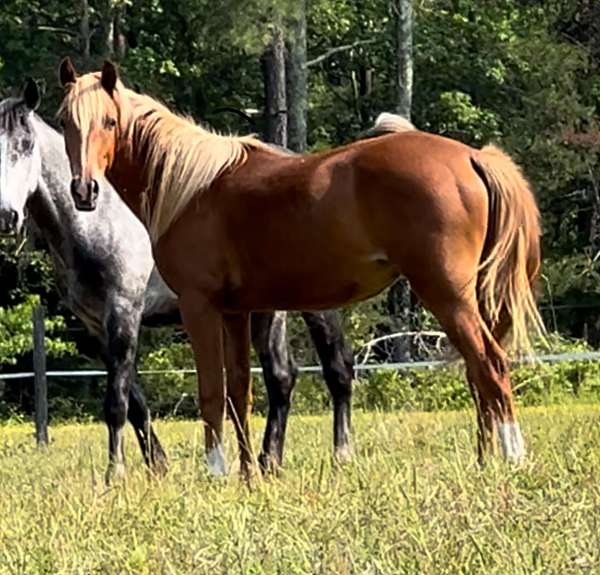 doing-well-arabian-horse