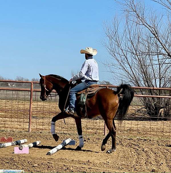 bay-shoc-gelding