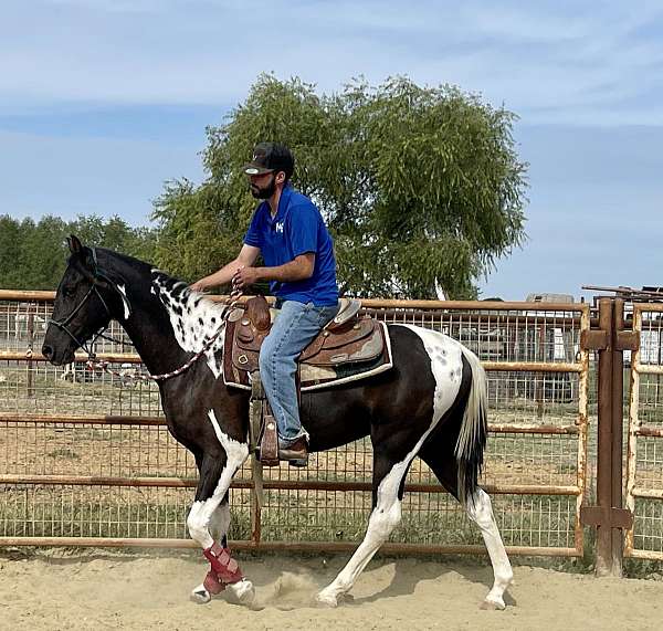 chestnut-saddlebred-colt-foal