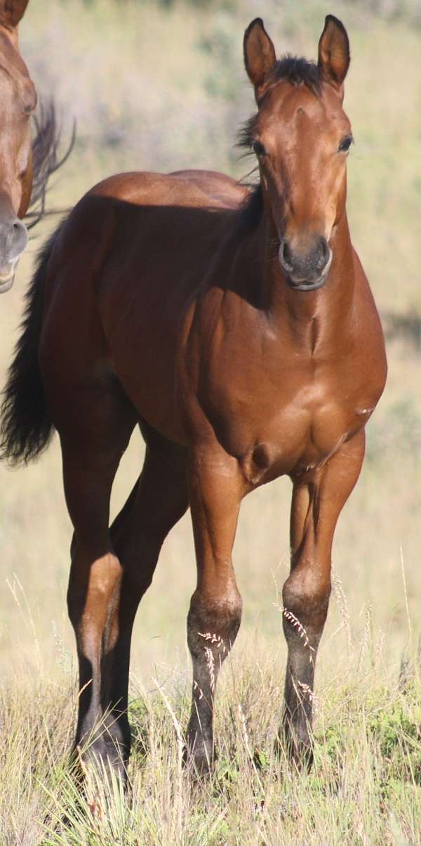 beckwith-dun-quarter-horse
