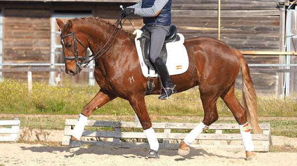 luso-friesian-gelding