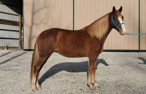flaxen-mane-trail-riding-tennessee-walking-horse