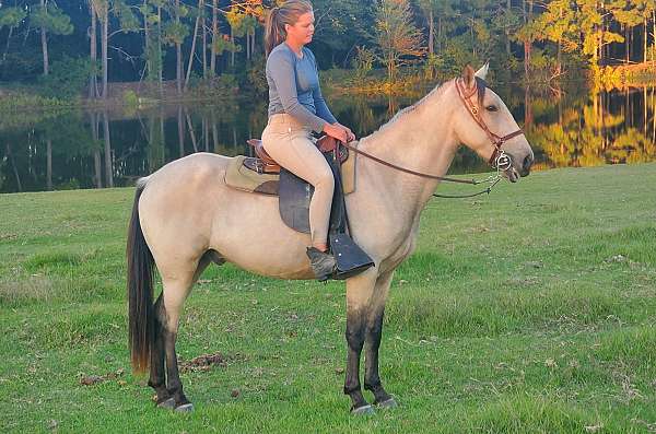 tennessee-walking-gelding