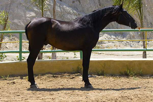 bay-ancce-pre-colt-stallion