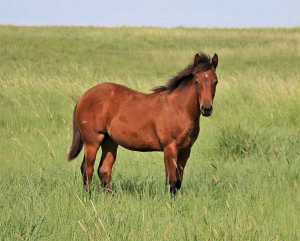 bay-roan-mare-filly