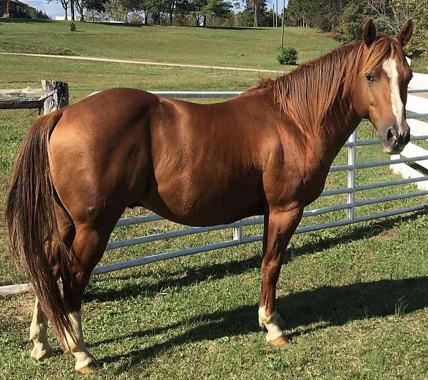 roping-stallion-yearling