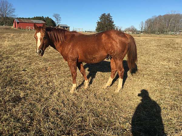 roping-stallion-yearling