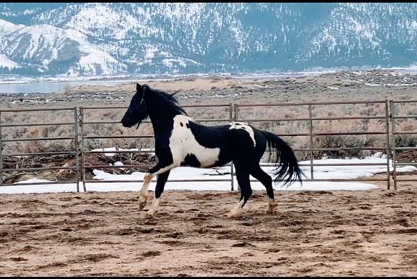flashy-friesian-horse