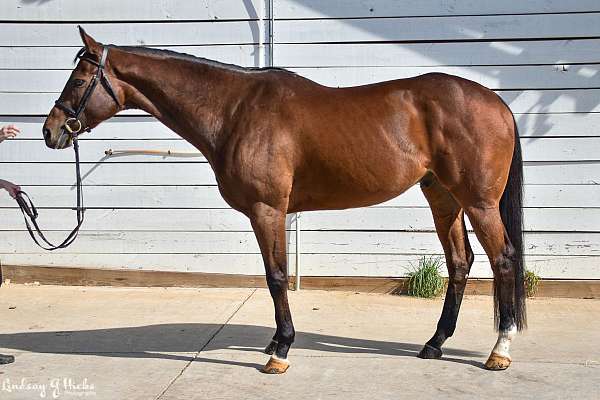 16-hand-thoroughbred-gelding