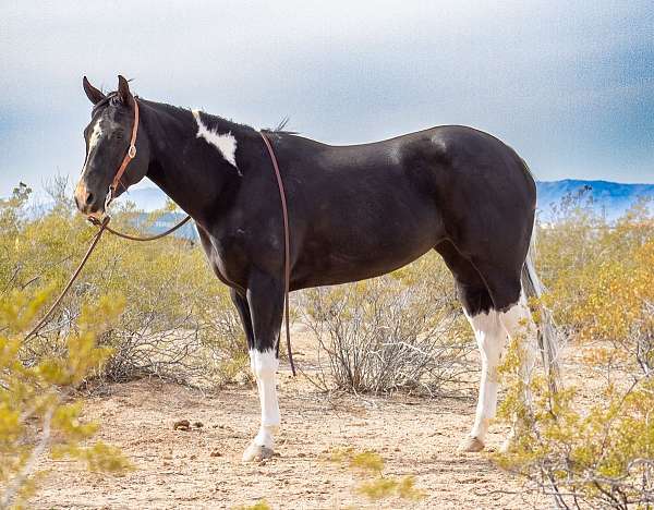 has-great-handle-paint-horse
