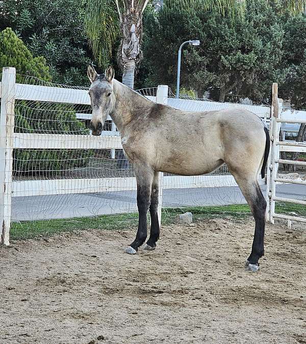 buckskin-andalusian-horse