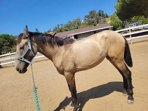 buckskin-andalusian-horse