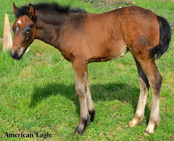 bay-primitive-markings-horse