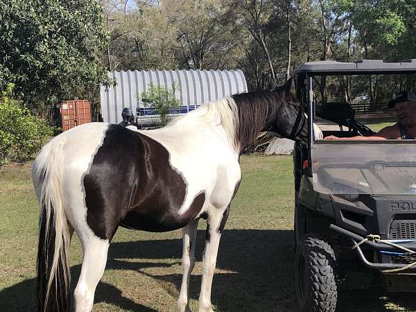 tobiano-tennessee-walking-horse-for-sale